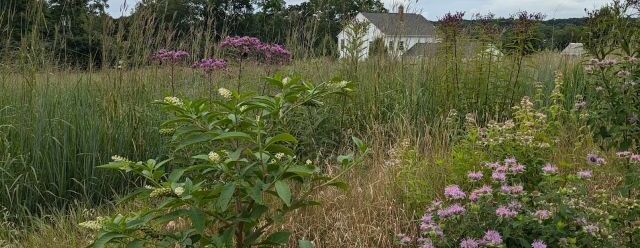 Digging Deeper: Grasslands